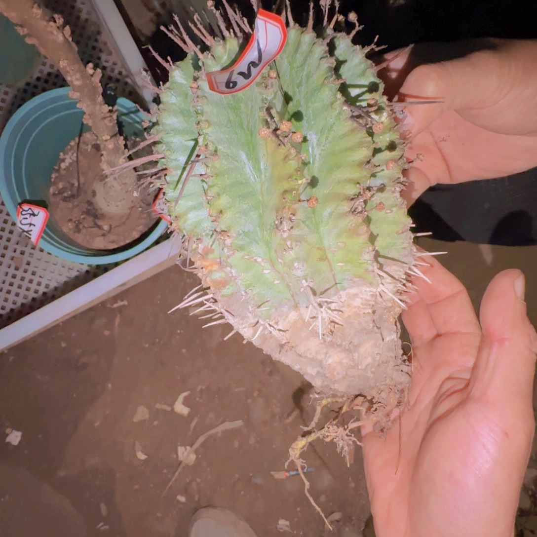 夜***静块根植物块根植物