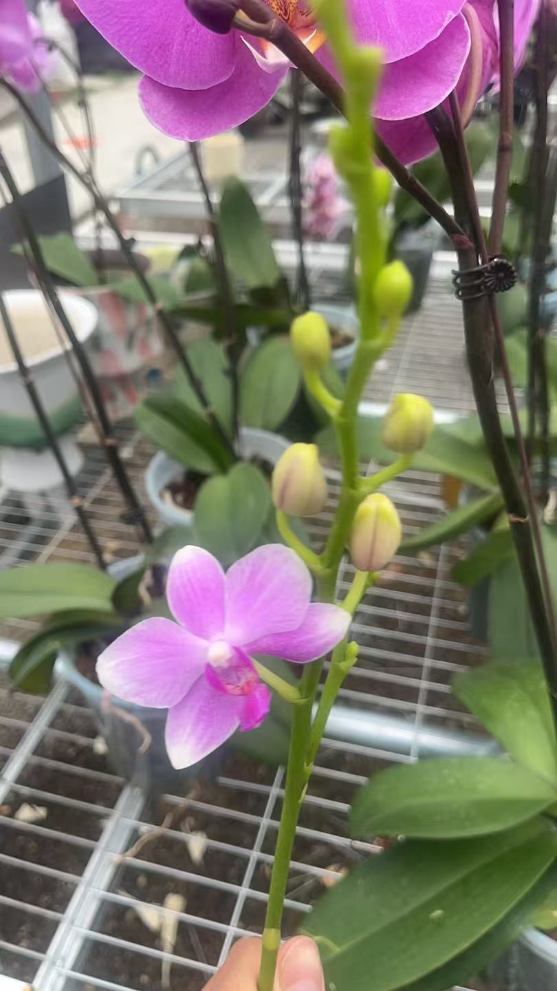 花有情兰谷 【蓝水晶】高档蝴蝶兰鲜花盆栽