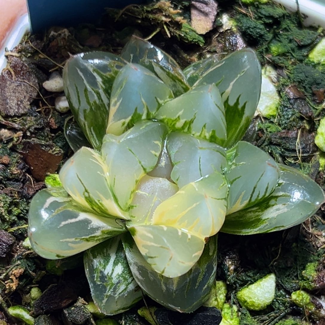 恭喜发财大吉大利518