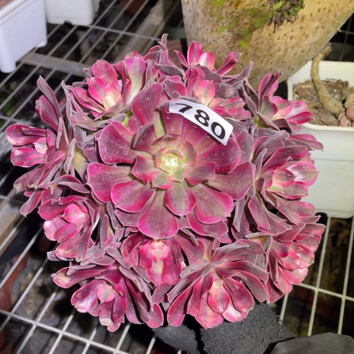 20厘米美杜莎780号法师多肉