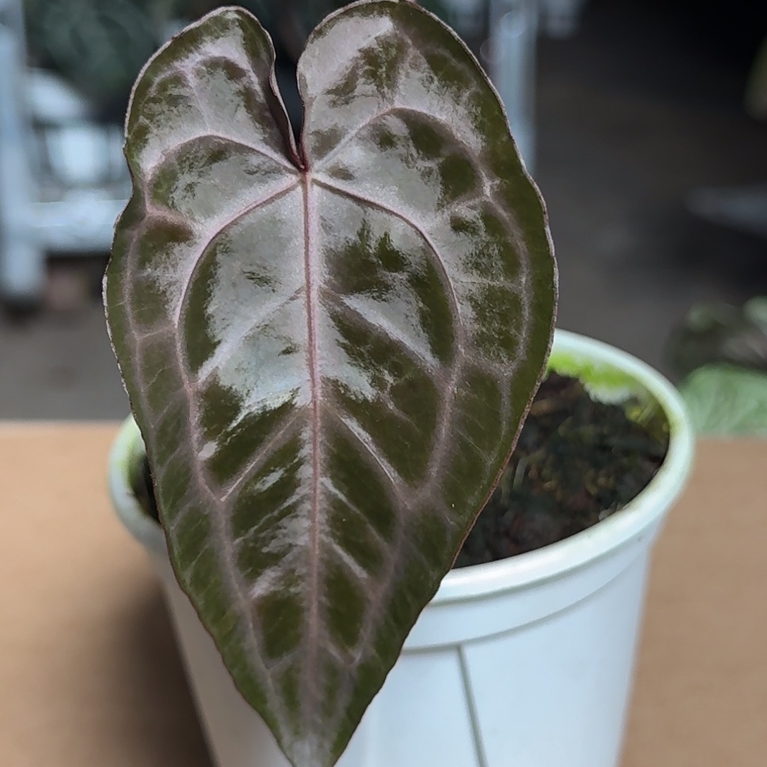 完全开放X76紫水晶杂