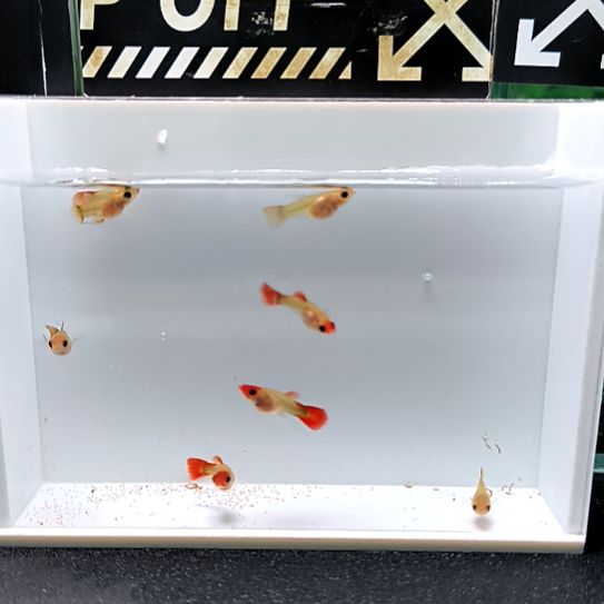 孔雀鱼红头玻璃猫苗子8条含两条备损