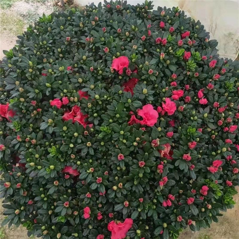 精品【带花苞】杜鹃花四季开花室内外阳台客厅庭院好养花卉绿植