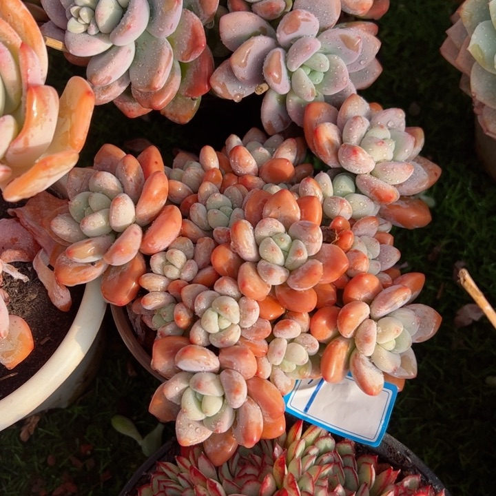 1洛神平平安安健健康康