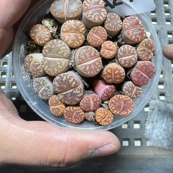 216 多肉植物多肉植物