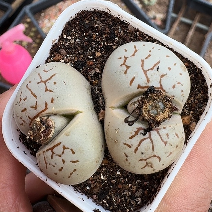 生石花11111。     266