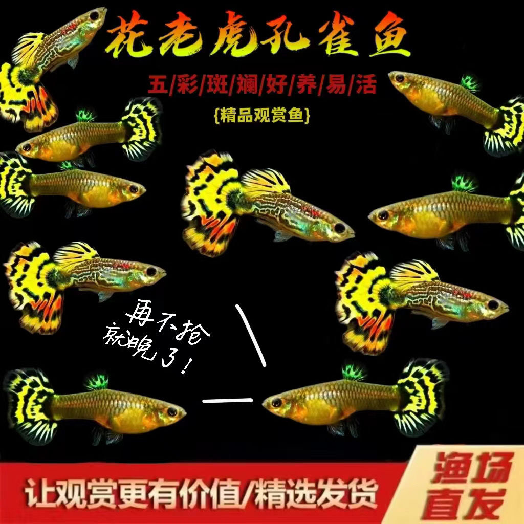 【渔场直发】花老虎孔雀鱼热带观赏鱼蛇纹虎纹小型热带观赏鱼
