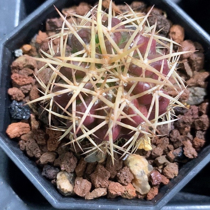 孤品实生紫皮纯金刺密刺圆盘玉3.6cm仙人球