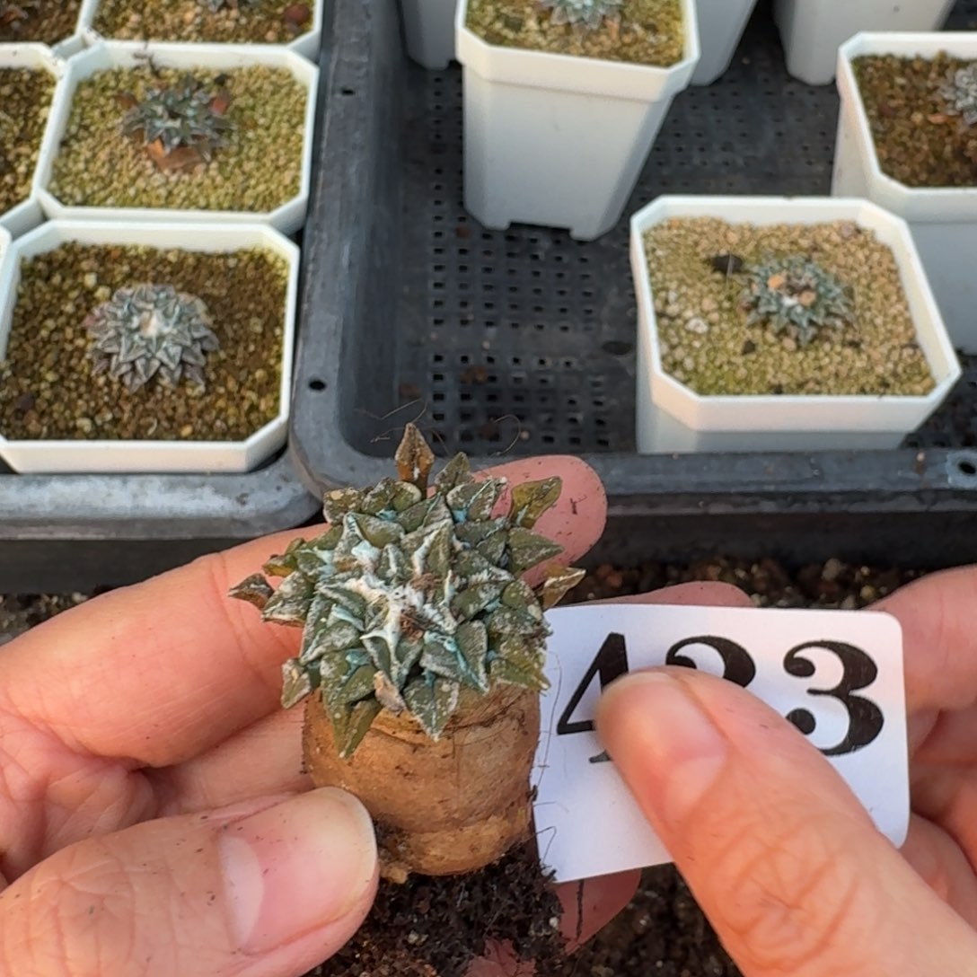 非***鸟姬牡丹一物一拍多肉