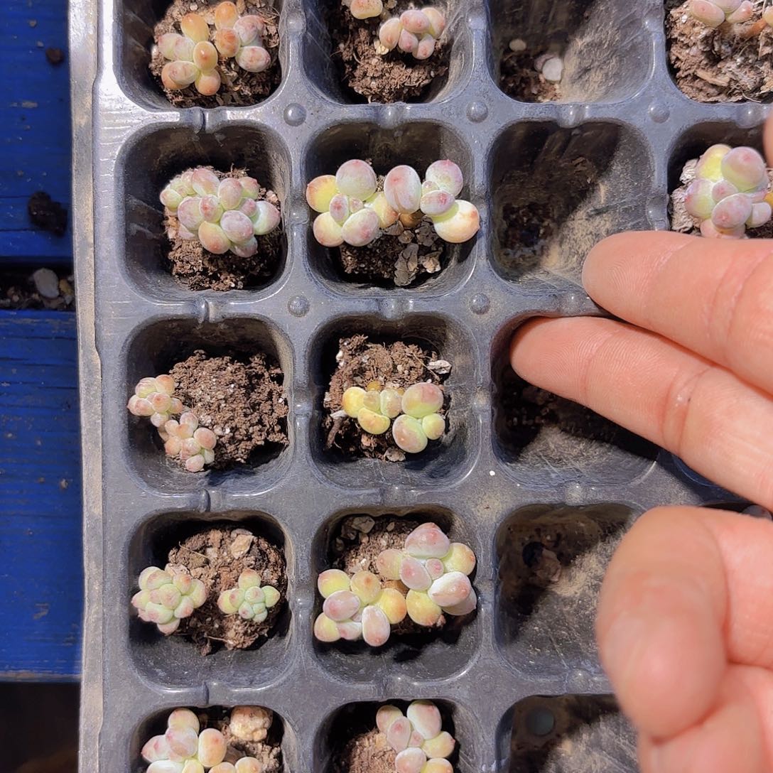 D909萤火虫十棵一物一拍