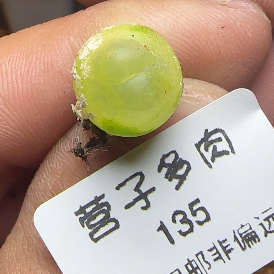 拉登1.2。  福利。 