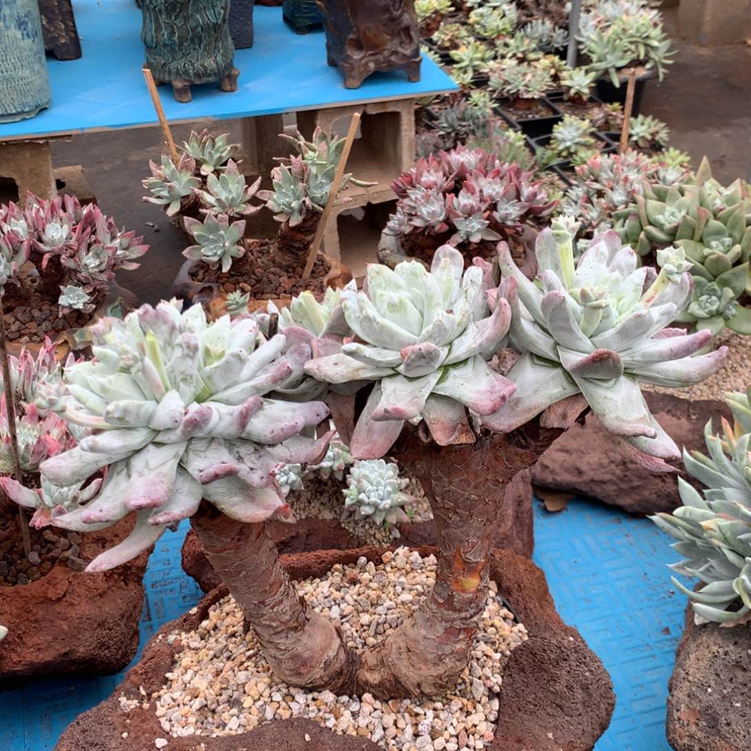 吾*准五头大型种拇指，多肉植物