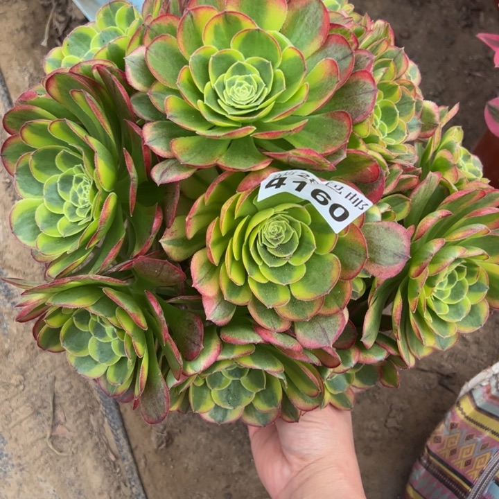 4160奶白多肉植物