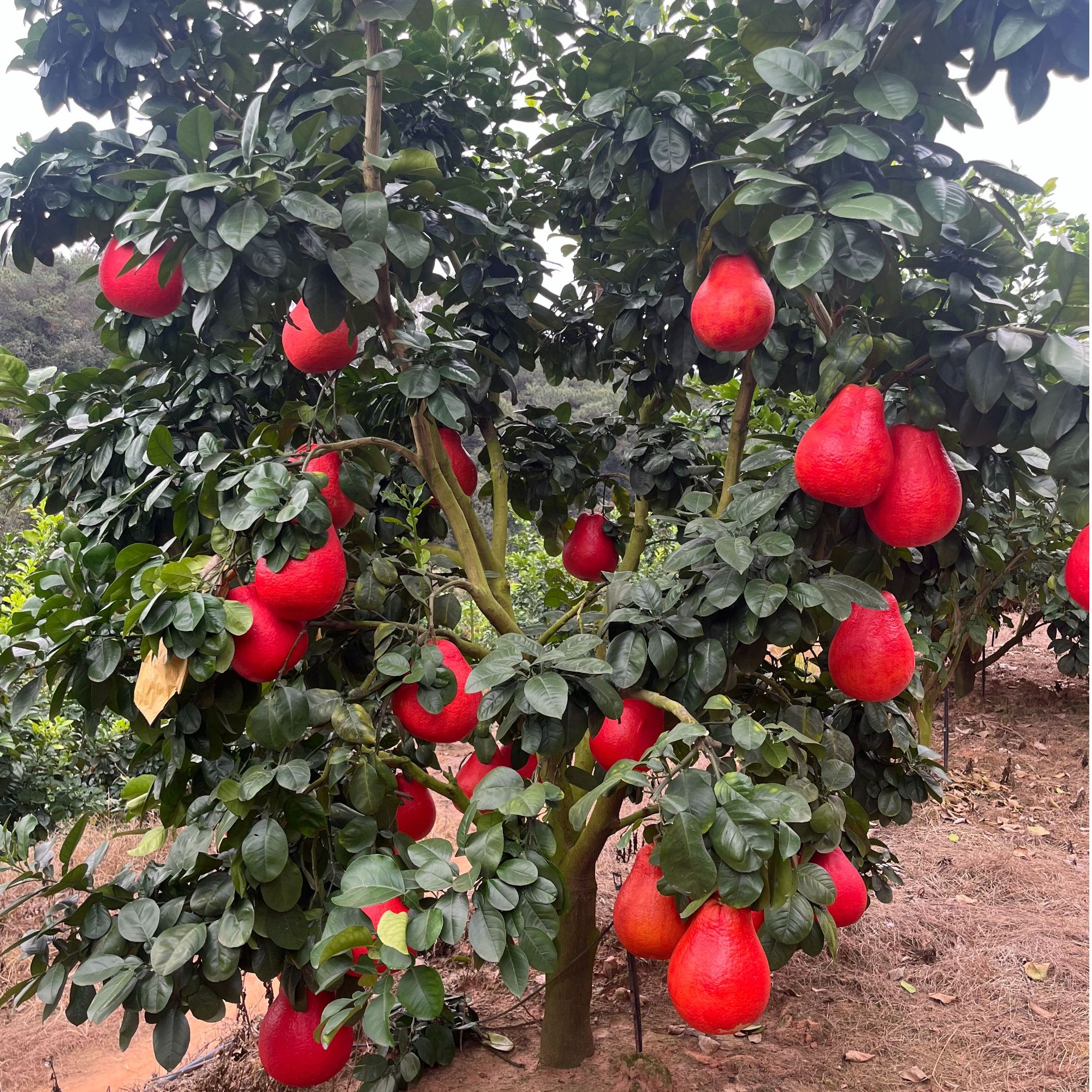 【四年大杯苗】暹罗香水红柚嫁接树苗四季可种适合庭院别墅种植