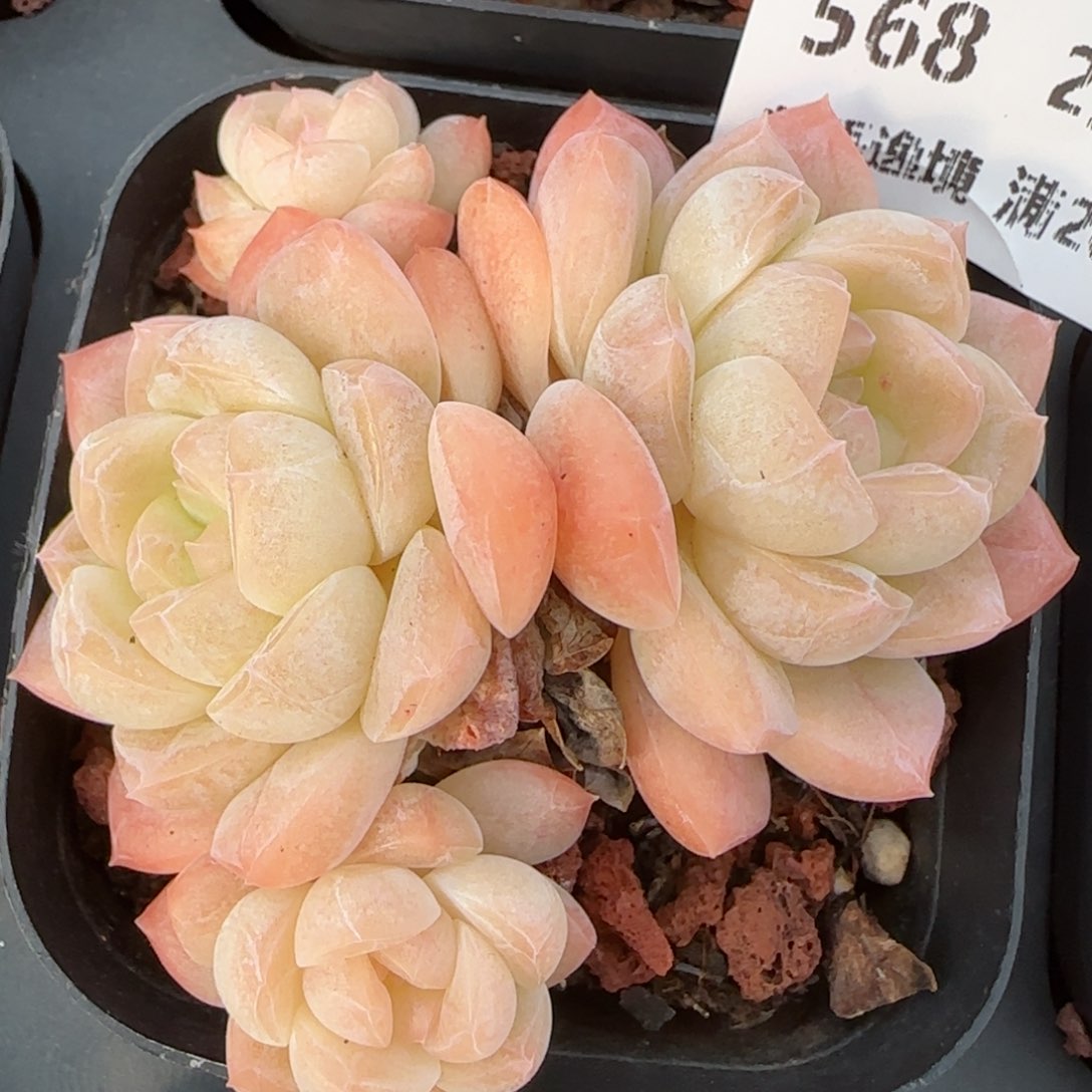 花语逸镜0214-368