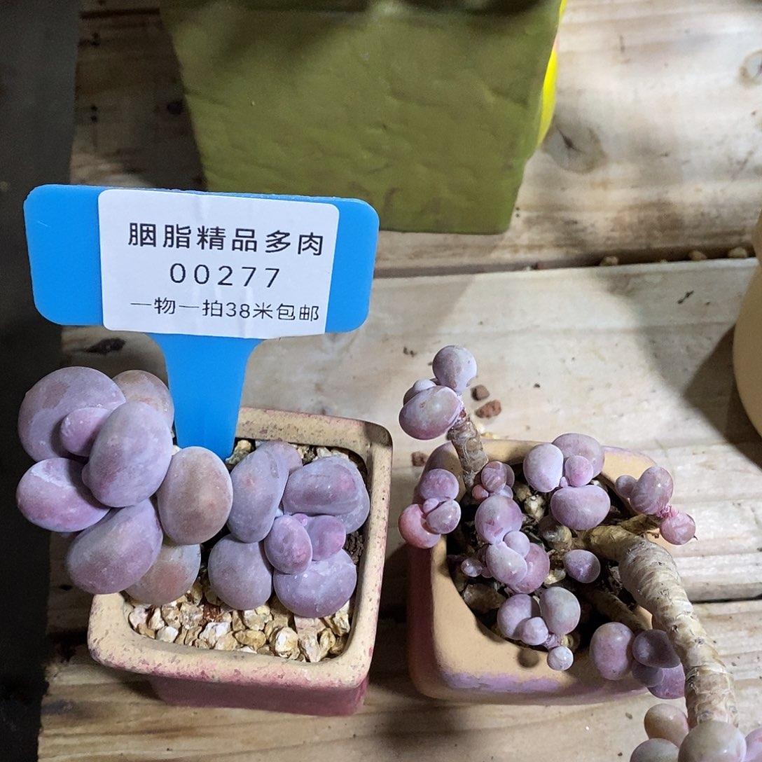 00277璐璐图v璐璐图