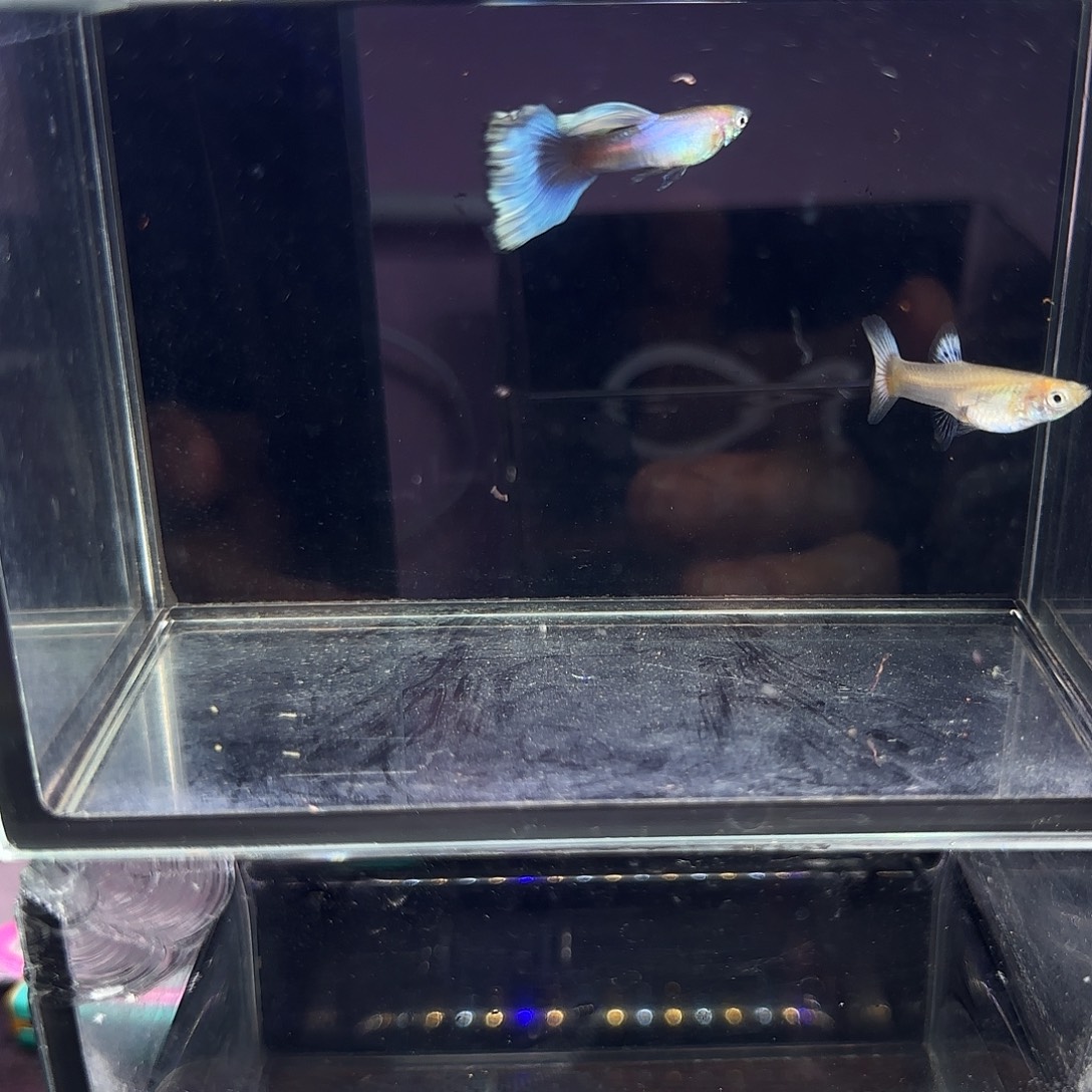 孔雀鱼拉珠利紫尾一对