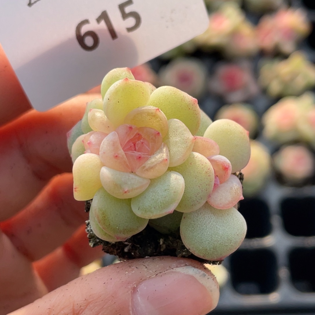 喵***喵615号糖心冰心珍妮 散