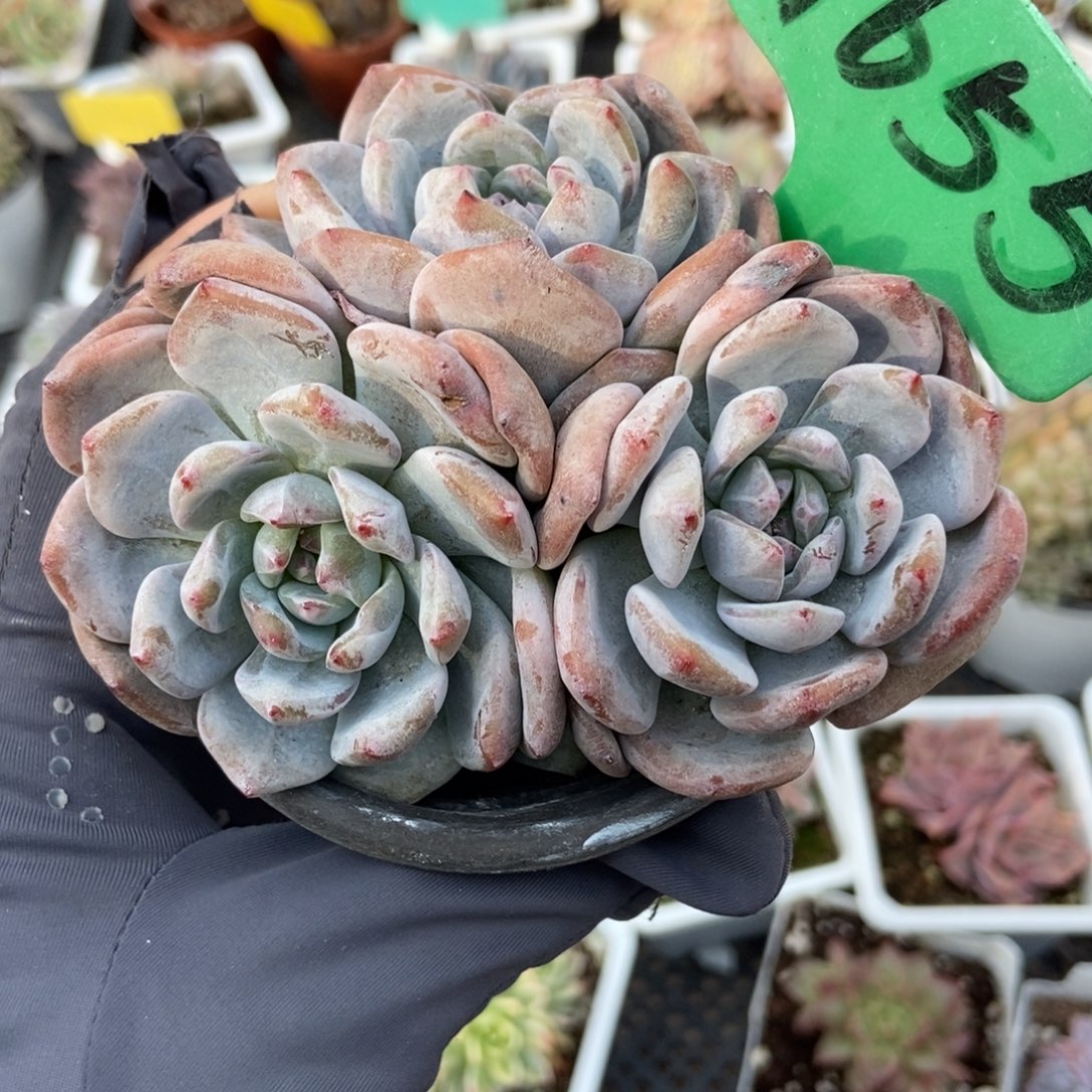 1655小树橙子多肉植物