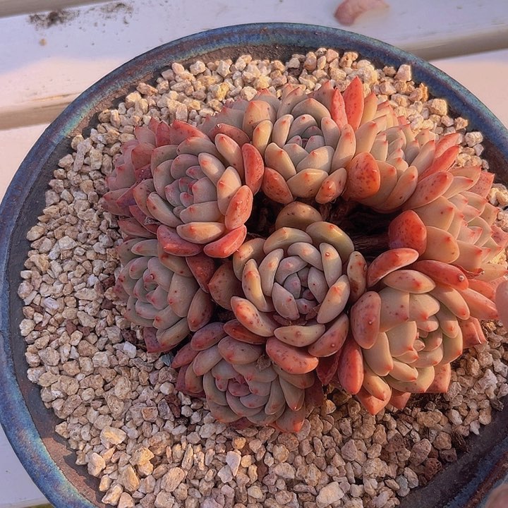 爱丽儿缀朵朵11个头3年老桩