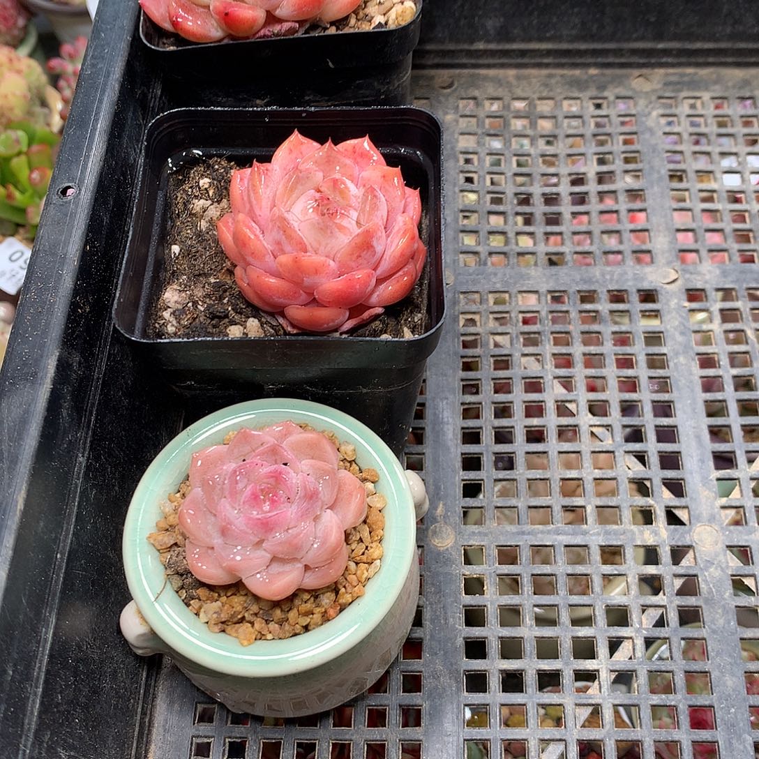 精控拇指盆12.2849