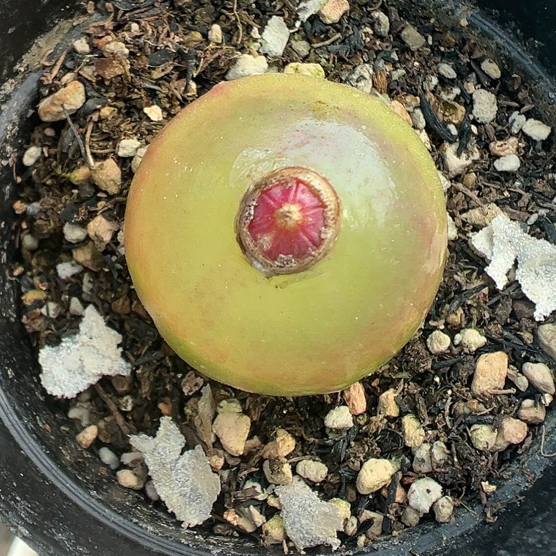 490灯泡带盆土发货