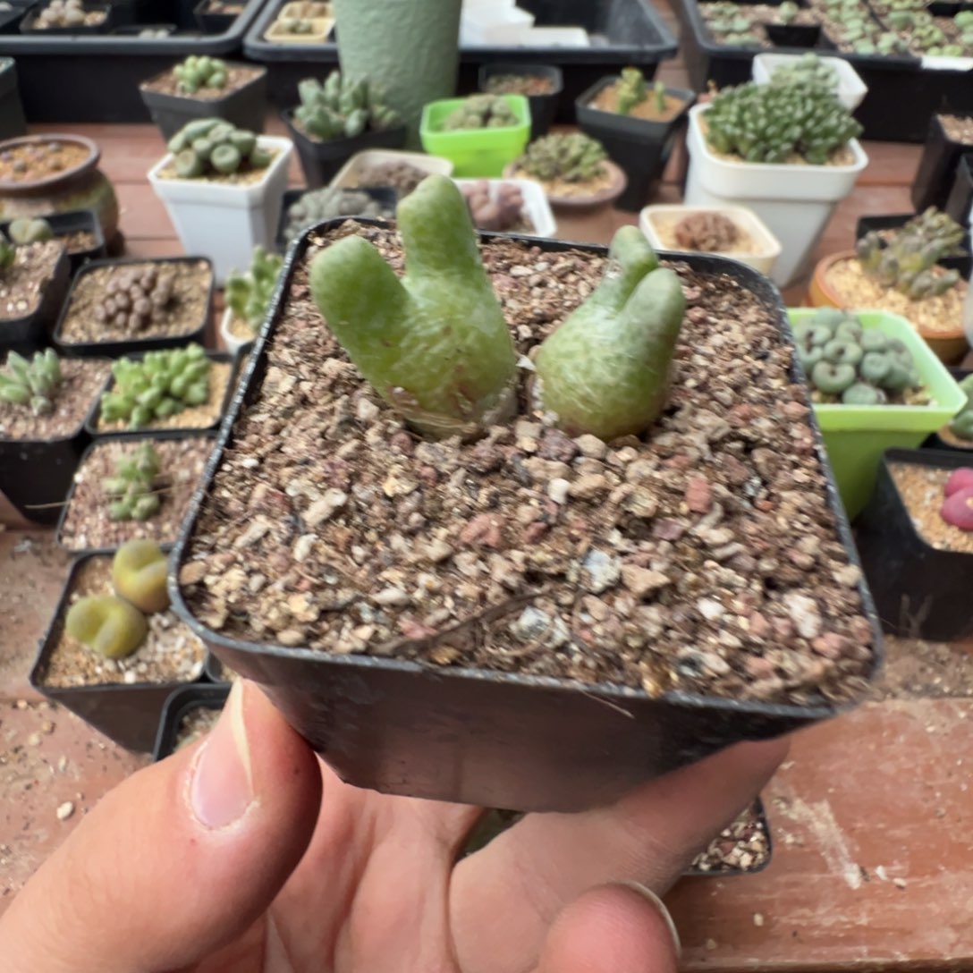 3-42肉锥多肉植物，