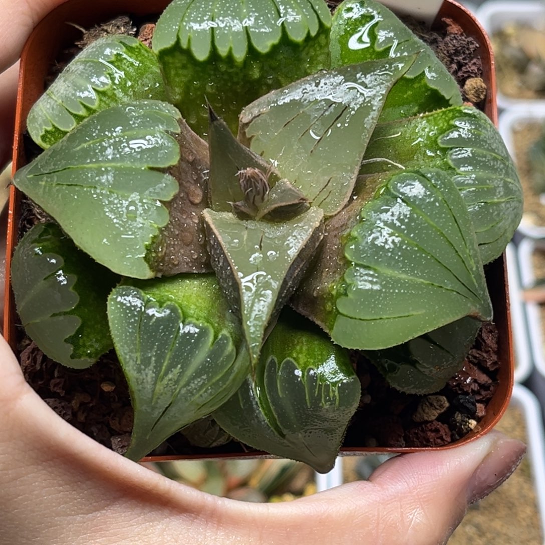 96媚凤芭提雅福利专场
