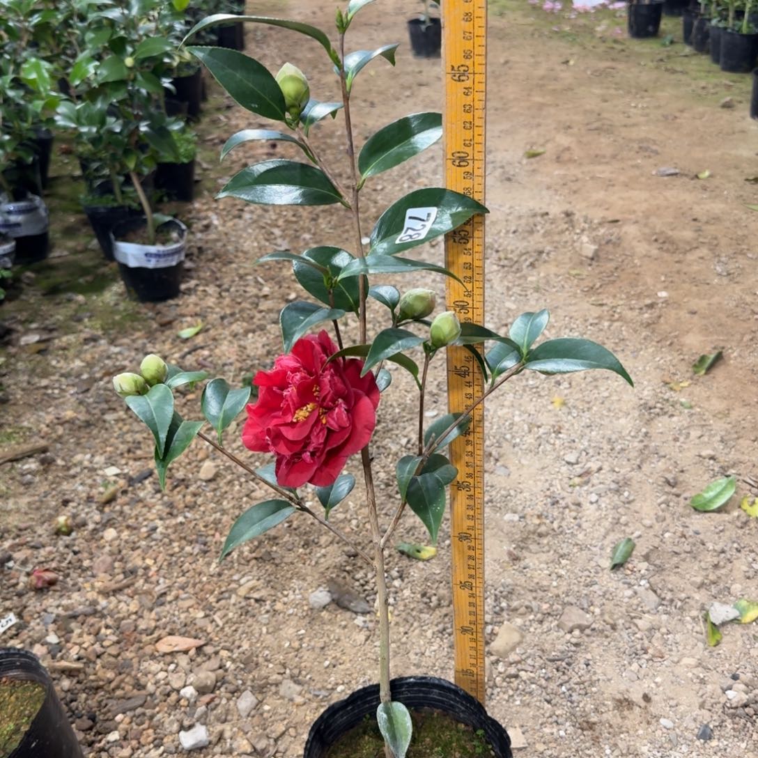 少量花朵（建议范围：2朵-5朵 或40%以下）728圣诞帽