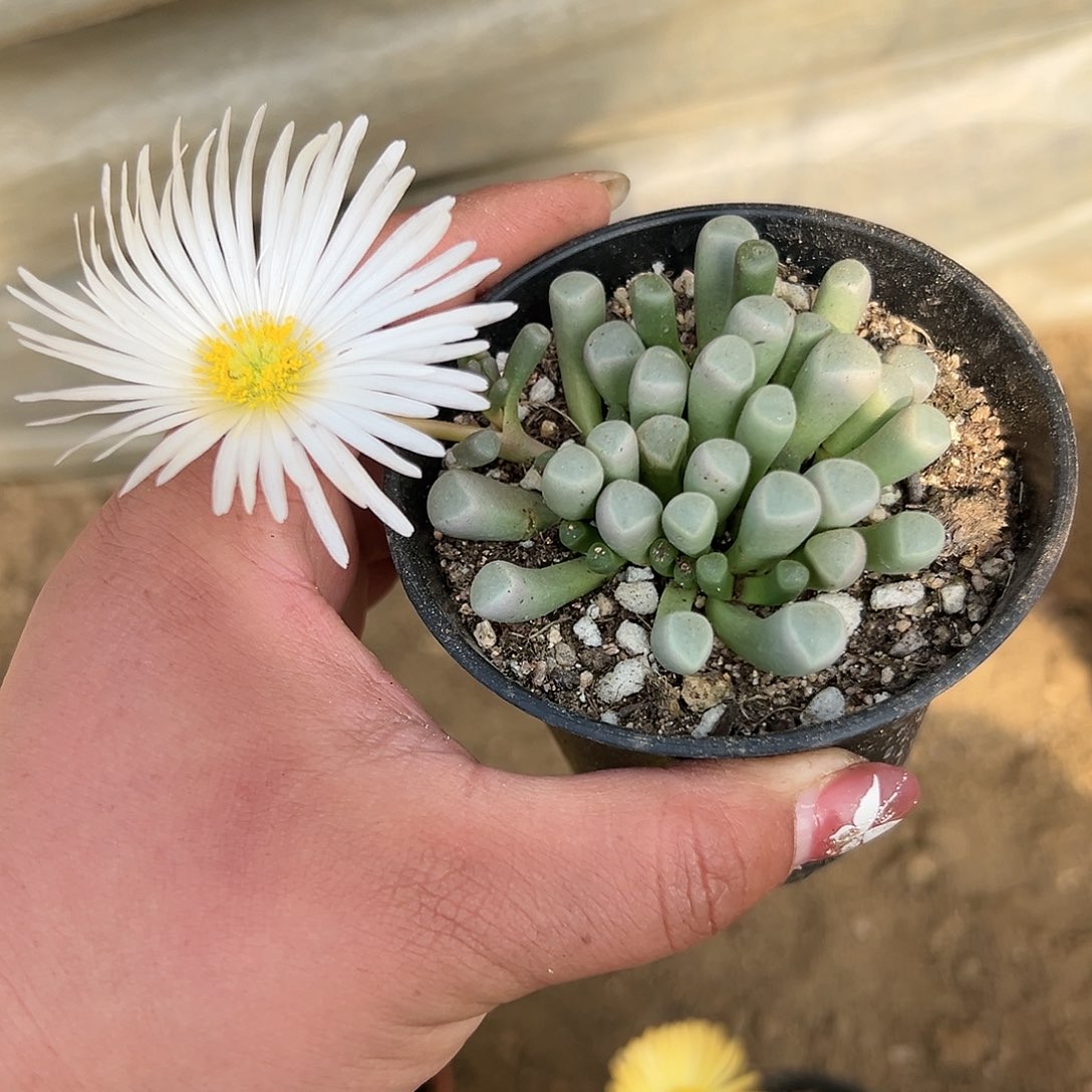 多肉植物五十灵玉