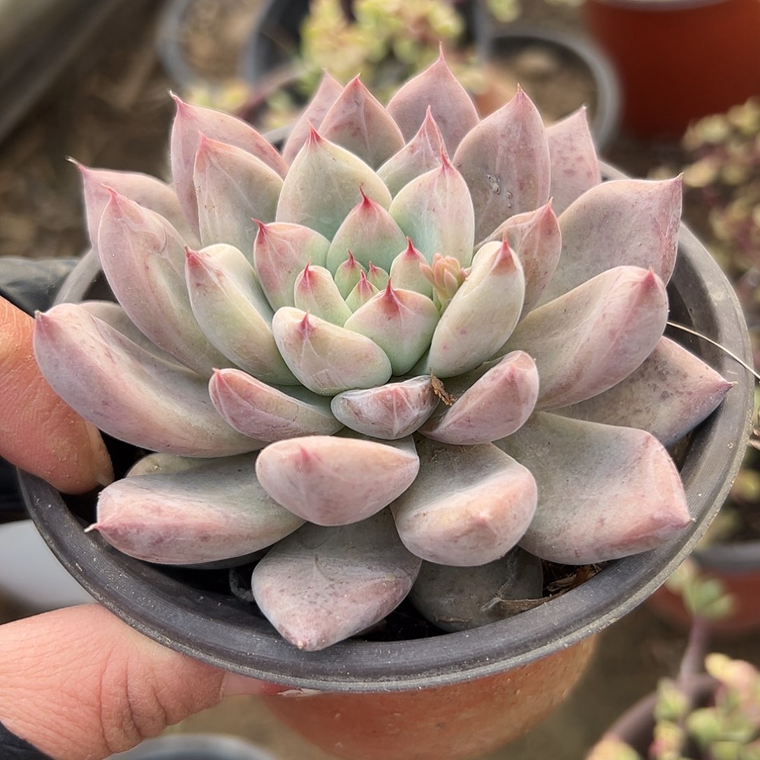 多肉植物单头婚钻