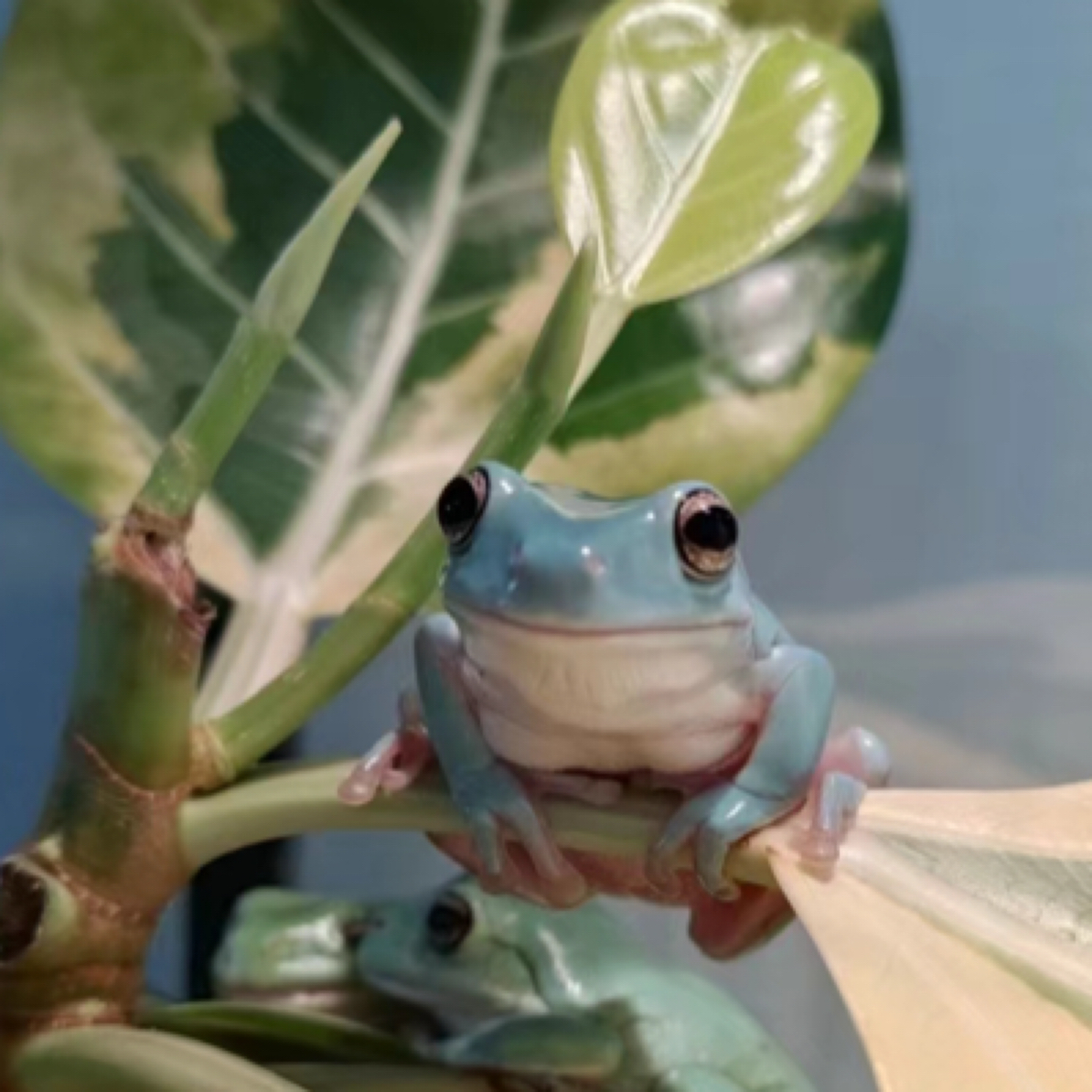 蓝老爷树蛙。图示仅供参考