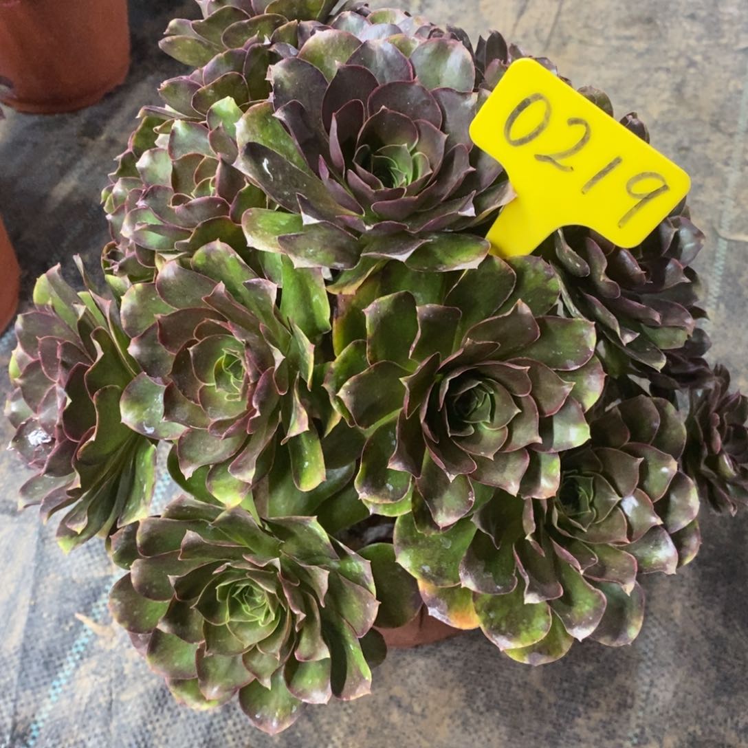 0219魅金玫瑰一物一拍多肉