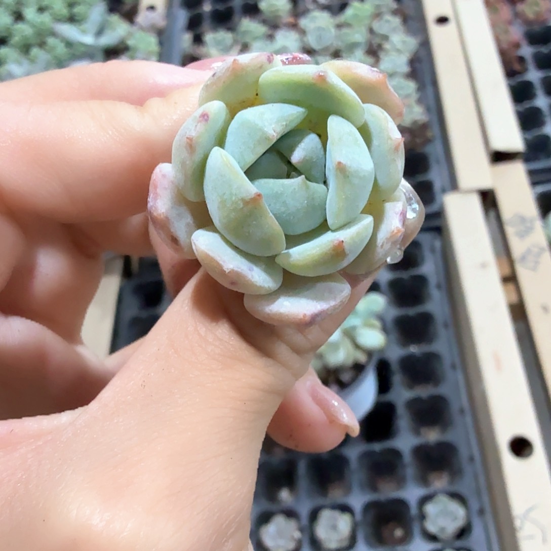松果珍妮3颗一组