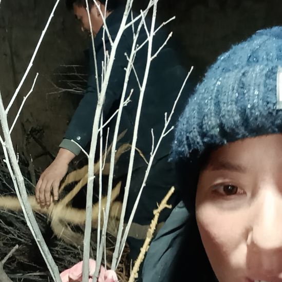 雨***词完全开放文冠树一颗