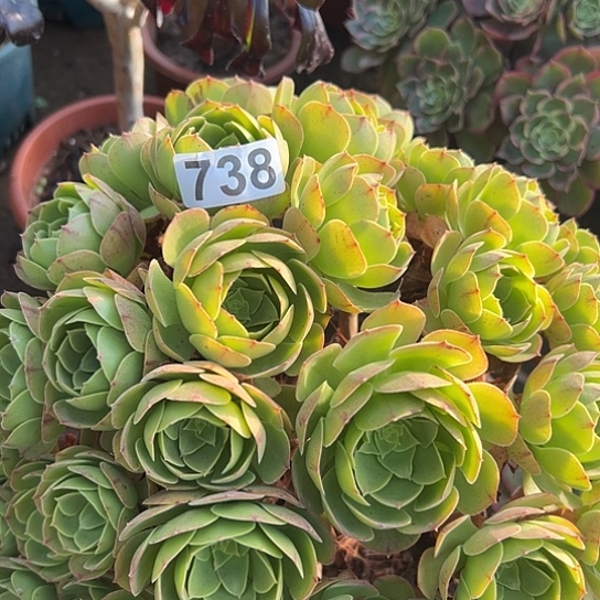 艳***路多肉植物一个缺枝撕拉碗738