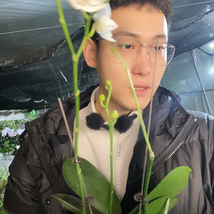 无花朵阿妈蝴蝶兰3.5