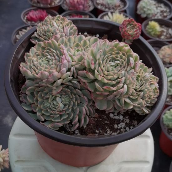梦幻玫瑰白覆轮锦群