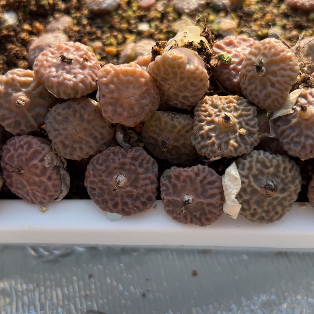 量拍超级烧麦一颗