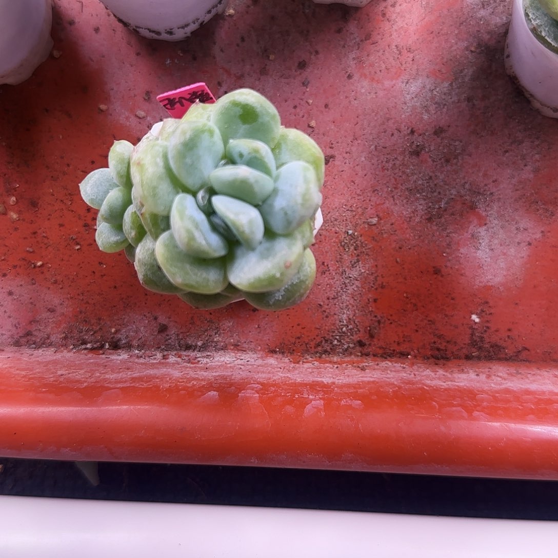 孤糖心盆一个满25包邮