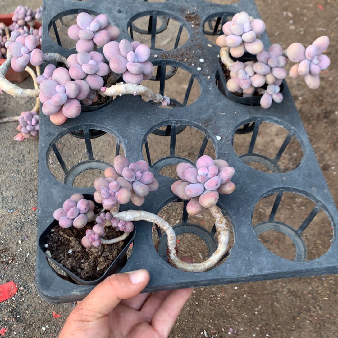 木***L桃蛋老桩一处蹭头不带盆3颗86号