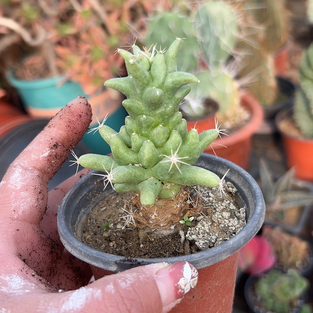 多肉植物吉泰菊单头