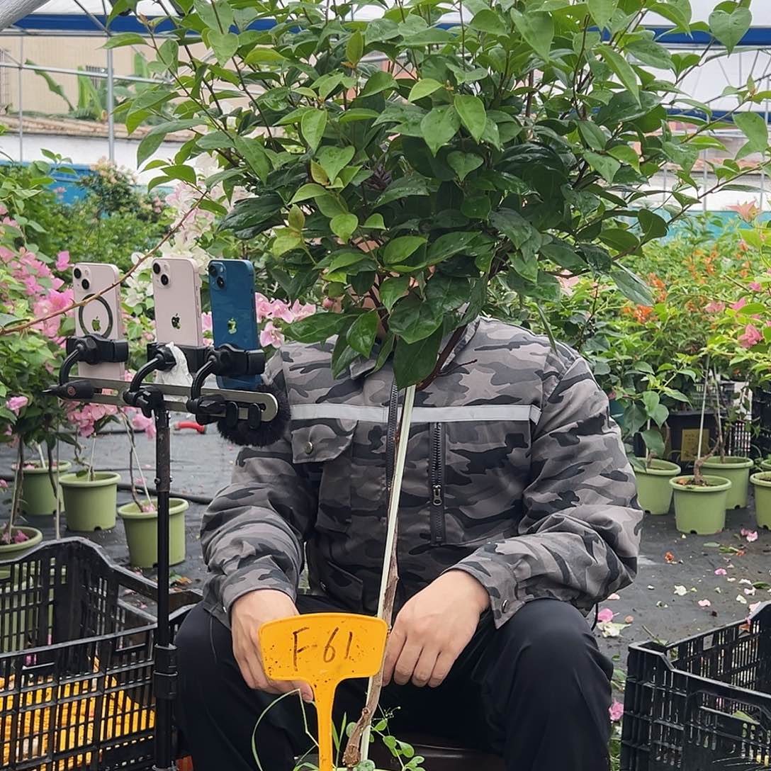 敏***宝大部分开放少量花苞F61金发