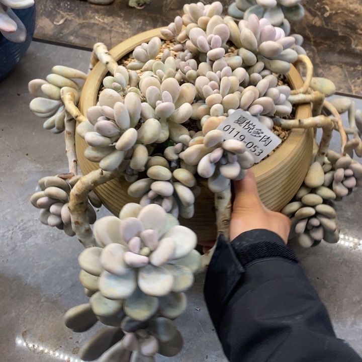 夏悦多肉0119-53桃蛋不包损