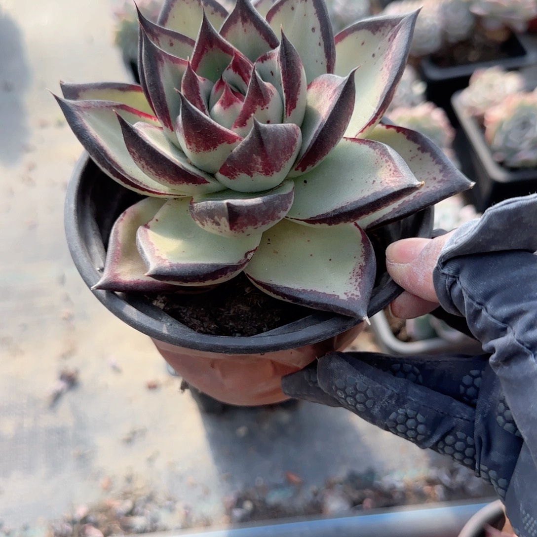 无花朵120乌木单头