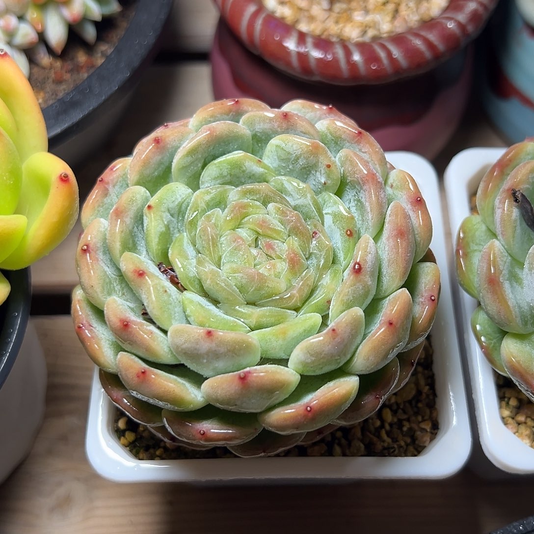 8-12-36精控白色恋人