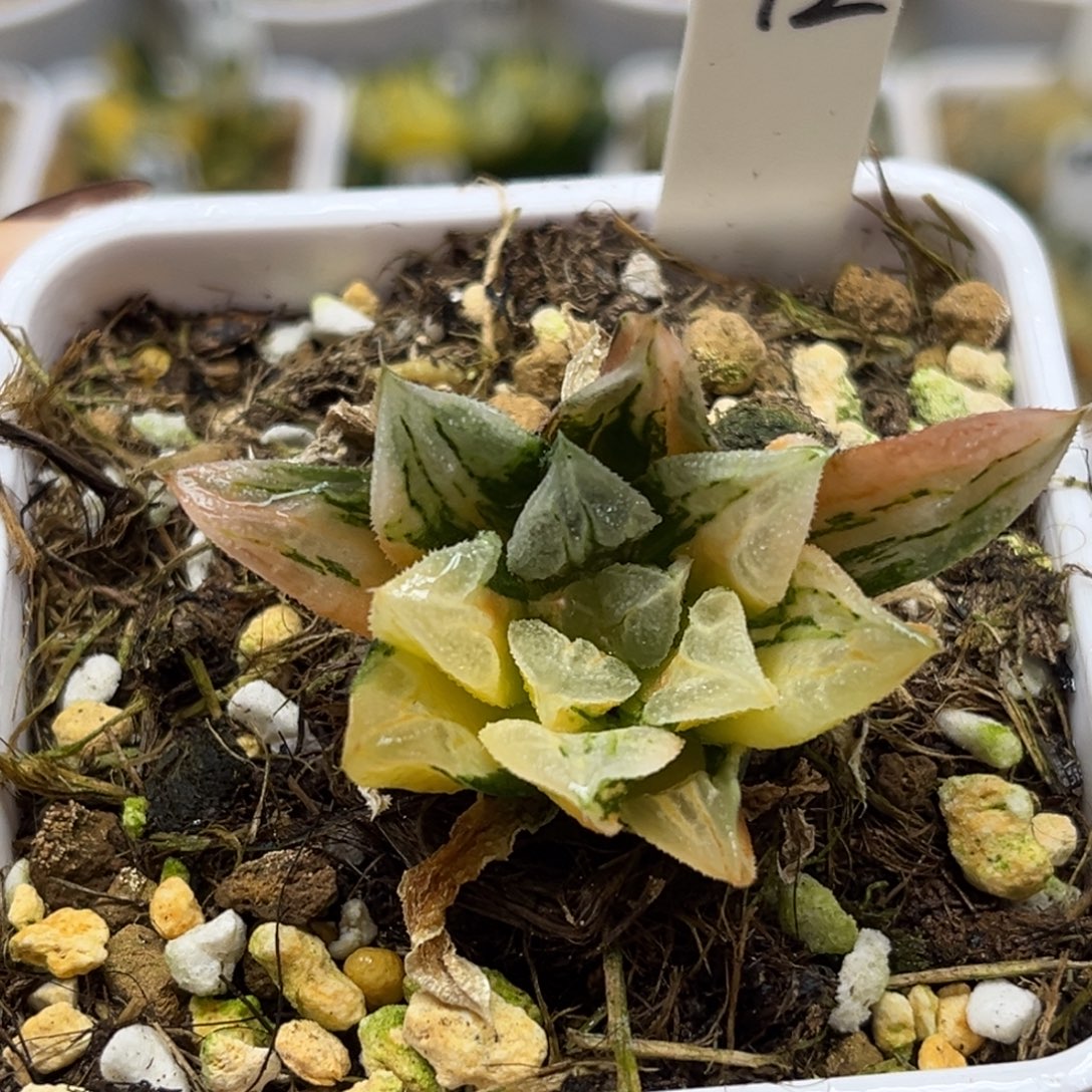 12爱心寿锦（根一般介意勿拍）福利专场