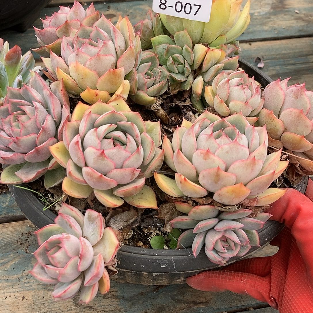 8-7比格利亚一物一拍