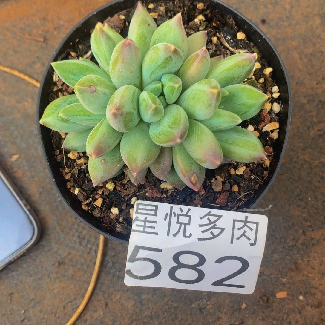 持**恒星悦多肉 582重楼美人