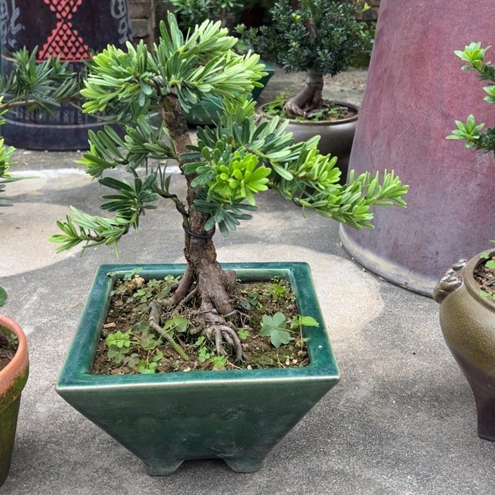 痴***对无花朵高端精品罗汉松盆景